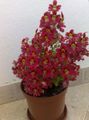   赤 庭の花 貧しい人の蘭、蝶の花 / Schizanthus フォト