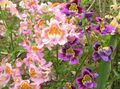   розе Баштенске Цветови Сиромашан Човек Је Орхидеја, Саки / Schizanthus фотографија