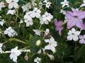   თეთრი ბაღის ყვავილები აყვავებული თამბაქოს / Nicotiana სურათი