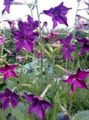   purpurowy Ogrodowe Kwiaty Dekoracyjne Tytoniu / Nicotiana zdjęcie