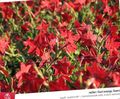  წითელი ბაღის ყვავილები აყვავებული თამბაქოს / Nicotiana სურათი