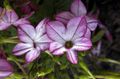   лила Цветање Дуван / Nicotiana фотографија
