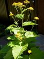   黄 园林花卉 Telekia，黄Oxeye，心脏叶Oxeye / Telekia speciosa 照