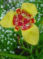   žltá Tiger Kvetina, Mexická Shell Kvetina / Tigridia pavonia fotografie