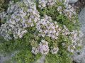   бял Градински цветове Градинска Мащерка, Английски Мащерка, Общ Мащерка / Thymus снимка