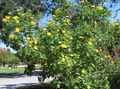  gul Solros, Träd Ringblomma, Wild Solros, Mexikansk Solros / Tithonia Fil