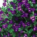   purpurowy Ogrodowe Kwiaty Thoren / Torenia zdjęcie