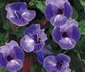   niebieski Ogrodowe Kwiaty Thoren / Torenia zdjęcie