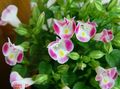   ružičasta Klaun Cvijet, Cvijet Jadac / Torenia Foto