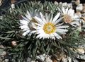   bijela Vrtne Cvjetovi Townsendia, Uskrs Tratinčica Foto