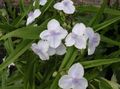   biely Záhradné kvety Virginia Spiderwort, Slzy Dámske / Tradescantia virginiana fotografie