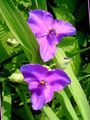   orgován Záhradné kvety Virginia Spiderwort, Slzy Dámske / Tradescantia virginiana fotografie
