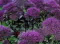   púrpura Flores de jardín Throatwort / Trachelium Foto