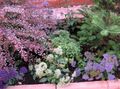   weiß Gartenblumen Throatwort / Trachelium Foto