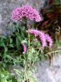   pink Garden Flowers Throatwort / Trachelium Photo