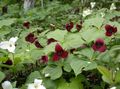   burgundy Trillium, Wakerobin, Tri Flower, Birthroot Photo