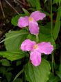   roze Trillium, Wakerobin, Tri Bloem, Birthroot foto