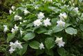   fehér Trillium, Wakerobin, Tri Virág, Birthroot fénykép