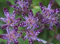   violetti Puutarhakukat Rupikonna Lilja / Tricyrtis kuva