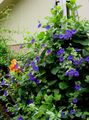  blue Garden Flowers Black eye Susan / Thunbergia alata Photo