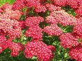   red Garden Flowers Yarrow, Milfoil, Staunchweed, Sanguinary, Thousandleaf, Soldier's Woundwort / Achillea Photo