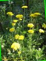   jaune les fleurs du jardin Achillée Millefeuille, Myriophylle, Staunchweed, Sanguinaire, Woundwort De Thousandleaf, Soldat / Achillea Photo