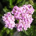  pink Garden Flowers Yarrow, Milfoil, Staunchweed, Sanguinary, Thousandleaf, Soldier's Woundwort / Achillea Photo