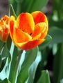   オレンジ 庭の花 チューリップ / Tulipa フォト