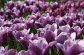   fjólublátt garður blóm Tulip / Tulipa mynd