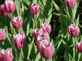   bleikur garður blóm Tulip / Tulipa mynd