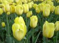   gulur garður blóm Tulip / Tulipa mynd