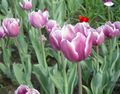   лила Баштенске Цветови Лала / Tulipa фотографија