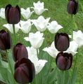   sort Have Blomster Tulipan Foto