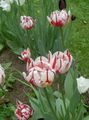   rauður garður blóm Tulip / Tulipa mynd