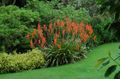  rød Have Blomster Watsonia, Signalhorn Lilje Foto