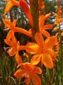   arancione I fiori da giardino Watsonia, Giglio Di Tromba foto