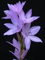   lilas les fleurs du jardin Watsonia, Lys Bugle Photo