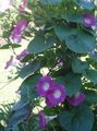   ვარდისფერი ბაღის ყვავილები დილით დიდება, ლურჯი ცისკრის ყვავილი / Ipomoea სურათი