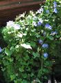   блакитний Садові Квіти Фарбітіс (Іпомея) / Ipomoea Фото