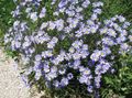   γαλάζιο Λουλούδια κήπου Μπλε Μαργαρίτα / Felicia amelloides φωτογραφία
