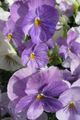   šeřík Zahradní květiny Viola, Maceška / Viola  wittrockiana fotografie