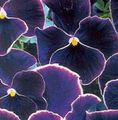   černá Zahradní květiny Viola, Maceška / Viola  wittrockiana fotografie