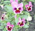   růžový Zahradní květiny Viola, Maceška / Viola  wittrockiana fotografie