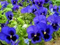   плави Баштенске Цветови Виола, Панси / Viola  wittrockiana фотографија