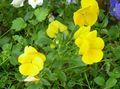   gelb Gartenblumen Viola, Stiefmütterchen / Viola  wittrockiana Foto