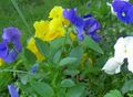   ღია ლურჯი ბაღის ყვავილები ალტი, Pansy / Viola  wittrockiana სურათი