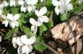   weiß Gartenblumen Gehörnten Stiefmütterchen, Hornveilchen / Viola cornuta Foto