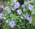   ライトブルー 庭の花 角状のパンジー、角状の紫色 / Viola cornuta フォト