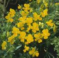   yellow Garden Flowers Horned Pansy, Horned Violet / Viola cornuta Photo
