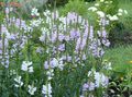   lilla I fiori da giardino Pianta Obbediente, Falso Dragonhead / Physostegia foto
